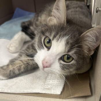 Domestic Short Hair Cats Available for Adoption - Mimi | PetCurious