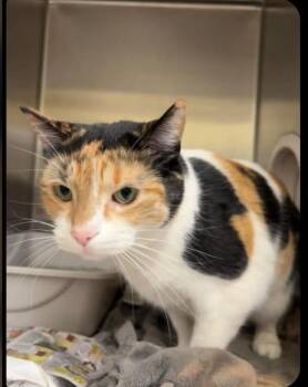 Calico and Domestic Short Hair Cats Available for Adoption in Minneapolis, Minnesota - Jyn Erso | PetCurious