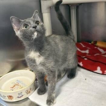 Luminara -  Domestic Short Hair Cat for Adoption in Honesdale, Pennsylvania - Luminara | PetCurious