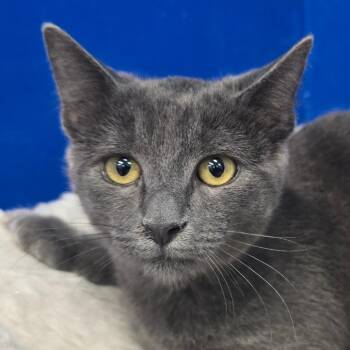 Linda -  Domestic Short Hair Cat for Adoption in Wickenburg, Arizona - Linda | PetCurious