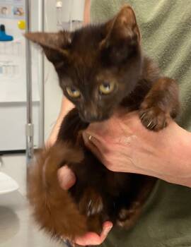 Rescue Domestic Short Hair Cats for Adoption in Trenton, New Jersey - Benedict | PetCurious