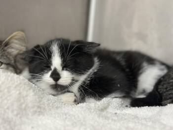 Rescue Domestic Short Hair Cats for Adoption in Macomb, Michigan - Pinot Grigio | PetCurious