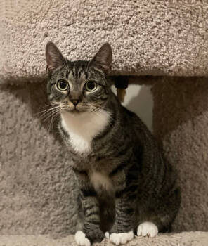 Rescue Domestic Short Hair Cats for Adoption in Mount Laurel Township, New Jersey - Geneva Orchard | PetCurious