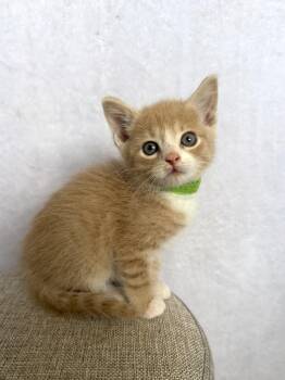 Domestic Short Hair Cats Available for Adoption - Clyde  | PetCurious