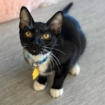 NCR8884 JACK -  Domestic Short Hair Cat for Adoption in Port Washington, New York - NCR8884 JACK | PetCurious