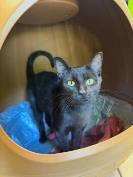MIDNIGHT OIL -  Domestic Short Hair Cat for Adoption in Pegram, Tennessee - MIDNIGHT OIL | PetCurious