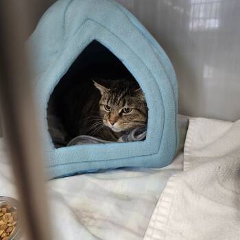 Rescue Domestic Short Hair Cats for Adoption in Saint Charles, Missouri - Lily | PetCurious