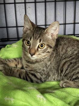 Rescue Domestic Short Hair Cats for Adoption in Hartford City, Indiana - Bruce | PetCurious