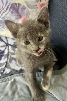 Paisley -  Dilute Tortoiseshell Cat for Adoption in Rural Hall, North Carolina - Paisley | PetCurious
