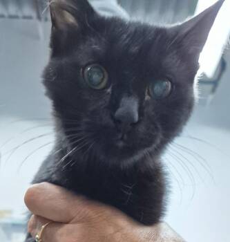 Franklin -  Domestic Short Hair Cat for Adoption in St. Cloud, Minnesota - Franklin | PetCurious