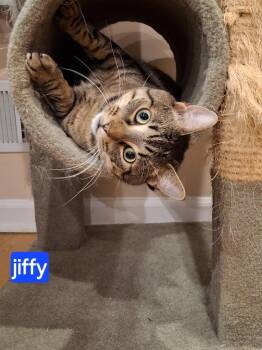 Rescue Domestic Short Hair Cats for Adoption in Westfield, New Jersey - Jiffy | PetCurious