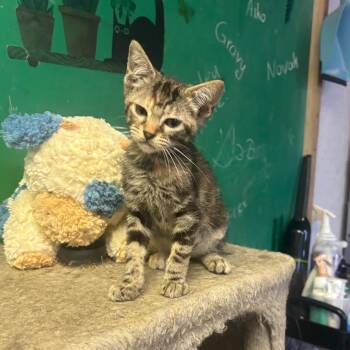 Mugshot -  Domestic Short Hair Cat for Adoption in Hinesville, Georgia - Mugshot | PetCurious