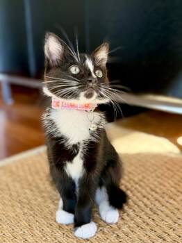 Lone Star -  Domestic Short Hair and Tuxedo Cat for Adoption in San Jose, California - Lone Star | PetCurious