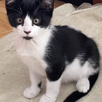 Rescue Domestic Short Hair Cats for Adoption in Batavia, New York - Foster Linus | PetCurious