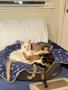 Rescue Siamese Cats for Adoption in San Jose, California - Blue | PetCurious