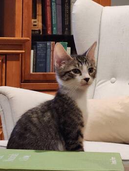 Domestic Short Hair Cats Available for Adoption in Glendale, Arizona - Bailey | PetCurious