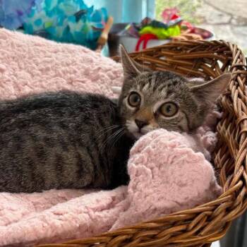 Nala -  Domestic Short Hair Cat for Adoption in Harrisonburg, Virginia - Nala | PetCurious