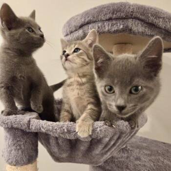 Russian Blue and Manx Cats Available for Adoption in Knoxville, Tennessee - Garbanzo | PetCurious