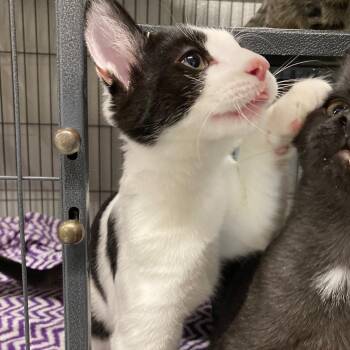 Meatloaf -  Domestic Short Hair Cat for Adoption in Kankakee, Illinois - Meatloaf | PetCurious