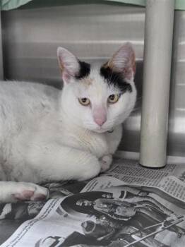 Domestic Short Hair Cats Available for Adoption in San Antonio, Texas - Sun | PetCurious