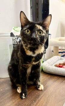 Dilute Tortoiseshell Cats Available for Adoption in Tustin, California - Xena- Cat | PetCurious