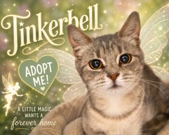Tabby Cats Available for Adoption in Greenville, Delaware - Tinkerbell (Bell) (FCID# 05/13/2026 - 23 Trainer) | PetCurious