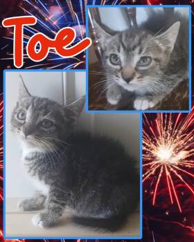 Toe -  Tabby Cat for Adoption in Pasco, Washington - Toe | PetCurious