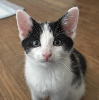 Pad Thai -  Domestic Short Hair Cat for Adoption in Buford, Georgia - Pad Thai | PetCurious