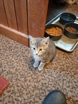 Muffin -  Domestic Short Hair Cat for Adoption in Linton, Indiana - Muffin | PetCurious