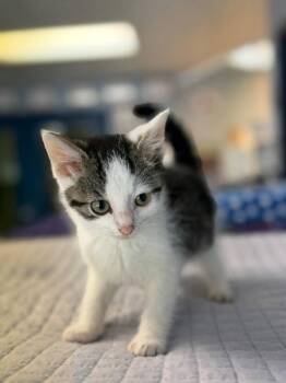 Katydid -  Domestic Short Hair Cat for Adoption in Lovingston, Virginia - Katydid | PetCurious