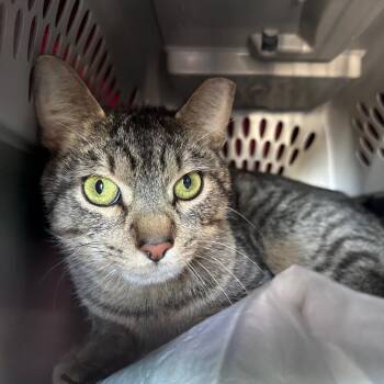 Crispin -  Domestic Short Hair Cat for Adoption in Goshen, Indiana - Crispin | PetCurious