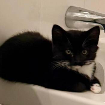 Jamie Tartt -  Domestic Short Hair Cat for Adoption in Fairfax, Virginia - Jamie Tartt | PetCurious