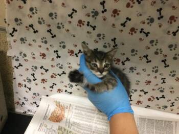 SOLAR -  Domestic Short Hair Cat for Adoption in Riverside, California - SOLAR | PetCurious