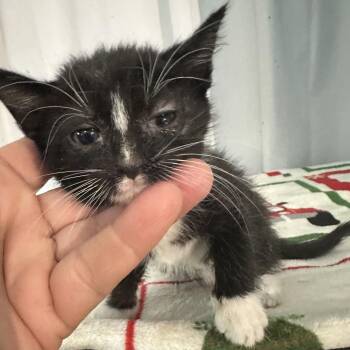 Route 84 - Routey -  Domestic Short Hair Cat for Adoption in Hinesville, Georgia - Route 84 - Routey | PetCurious