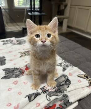 Domestic Long Hair and Tabby Cats Available for Adoption in Rosenberg, Texas - Paprika | PetCurious