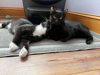 Vera &Tash (cat cafe) -  Domestic Short Hair Cat for Adoption in West Lafayette, Indiana - Vera &Tash (cat Cafe) | PetCurious