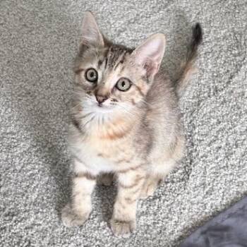 Sketch Meding -  Domestic Short Hair Cat for Adoption in Morrison, Colorado - Sketch Meding | PetCurious