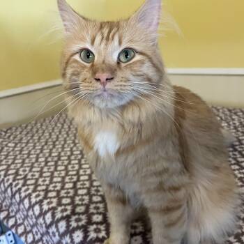 Griffin -  Domestic Medium Hair Cat for Adoption in Moline, Illinois - Griffin | PetCurious