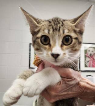 HANNAH -  Domestic Short Hair Cat for Adoption in St. Louis, Missouri - HANNAH | PetCurious