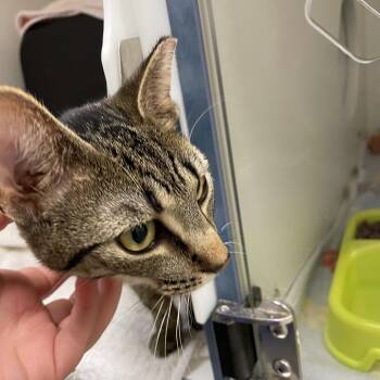Domestic Short Hair Cats Available for Adoption - Windex | PetCurious