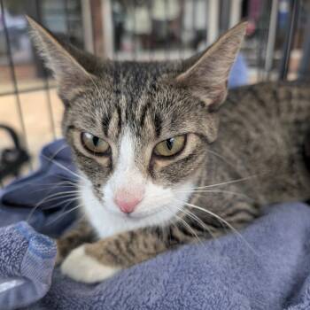Mom Teal -  Domestic Short Hair Cat Available for Adoption in West Plains, Missouri - Mom Teal | PetCurious