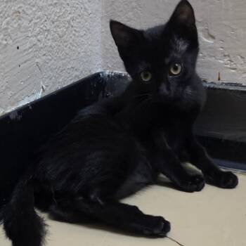 Jade -  Domestic Short Hair Cat for Adoption in Chino Hills, California - Jade | PetCurious