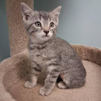 Domestic Short Hair Cats Available for Adoption in Middlebury, Vermont - Dean | PetCurious