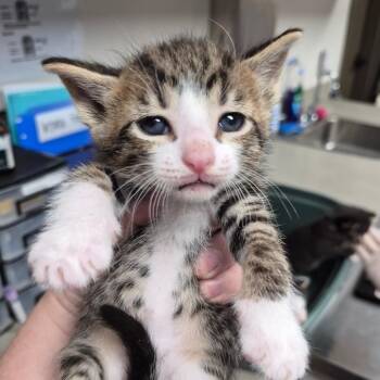 Tamarillo -  Domestic Short Hair Cat for Adoption in Cleveland, Mississippi - Tamarillo | PetCurious