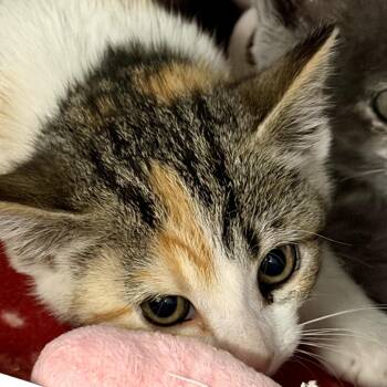 Maple -  Domestic Short Hair Cat for Adoption in Idaho Falls, Idaho - Maple | PetCurious