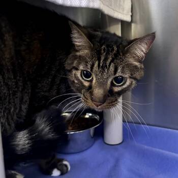 Domestic Short Hair Cats Available for Adoption - George 14 | PetCurious