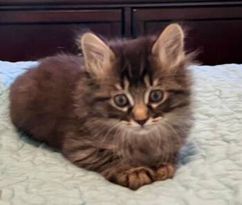 Domestic Medium Hair Cats Available for Adoption in Cottonwood, Arizona - Mickey | PetCurious