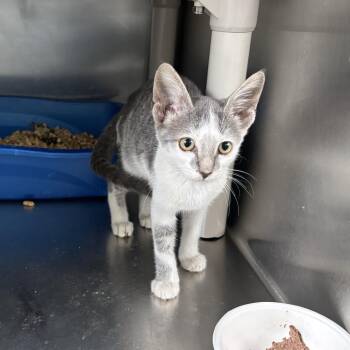 Jaded -  Domestic Short Hair Cat for Adoption in Carencro, Louisiana - Jaded | PetCurious