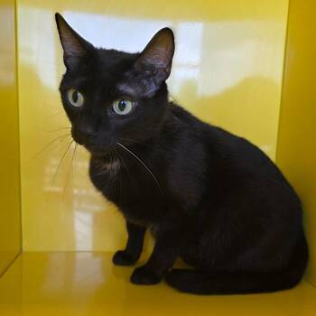 Domestic Short Hair Cats Available for Adoption in Abilene, Texas - Toe Bean | PetCurious