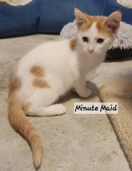 Rescue Domestic Short Hair Cats for Adoption in Greenwood, Indiana - Minute Maid | PetCurious